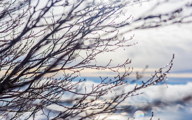 Dew drops on tree branches