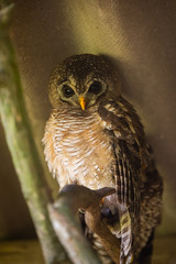 An African Wood Owl perched on a tree branch in an aviary.