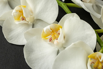Fototapeta na wymiar Beautiful orchid flowers on dark background, closeup