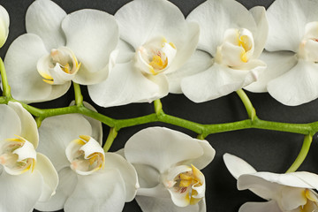 Beautiful orchid flowers on dark background
