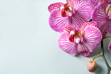 Beautiful orchid flowers on light background