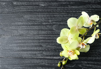 Naklejka na ściany i meble Beautiful orchid flowers on dark wooden background