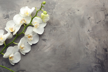 Beautiful orchid flowers on grey background