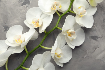 Naklejka na ściany i meble Beautiful orchid flowers on grey background