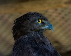 A closeup portrait of a Brown Snake Eagle.