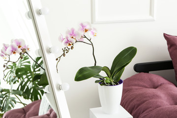 Beautiful orchid flower in interior of room