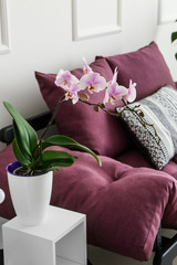 Beautiful orchid flower in interior of room