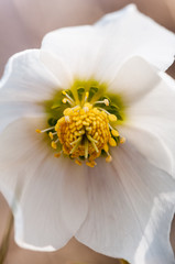 White Helleborus flower with stamen in the middle