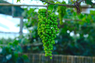 Green, unripe, young wine grapes in vineyard