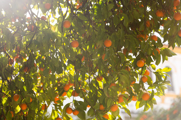Orange tree with fruits on its branches, Andalucia, Spain