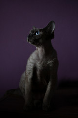 Devon rex © Patrycja