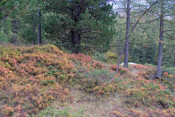 undergrowth, group of wild blueberry plants, forest, colorful leaves of red, yellow, orange, green, due to the cold, autumn, foliage, golden, mountain, Zermatt, Swiss