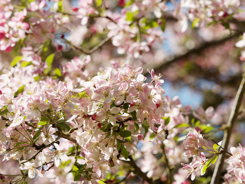 Malus floribunda - Floraison printani&egrave;re du pommier du Japon aux fleurs rose p&acirc;le et aux boutons floraux carmin