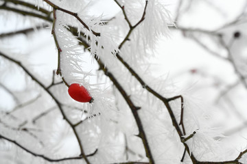 rose hip twigs with long frozen ice needles from the hoar frost in winter, copy space