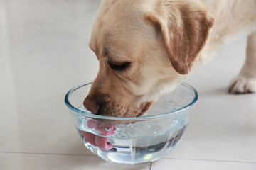 Cute Labrador Retriever drinking water at home