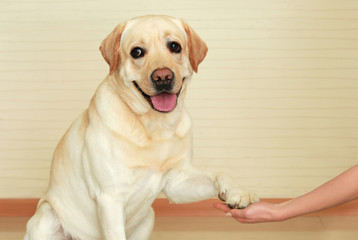 Cute Labrador Retriever giving paw to owner at home