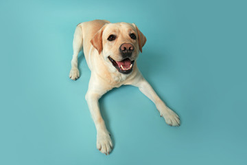 Cute Labrador Retriever on color background