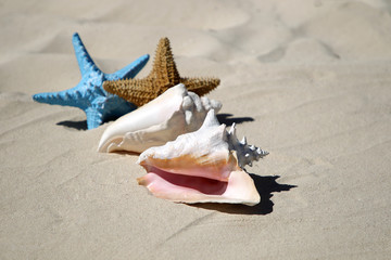 Fototapeta na wymiar Two starfish and sea shell on the sand