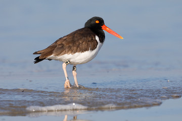 American Oystercatcher resting on a beach - Jekyll Island, Georgia