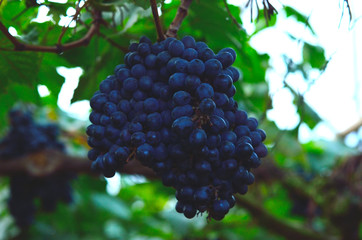 black , unripe, young wine grapes in vineyard