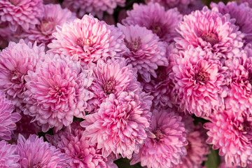 Beautiful purple Mums or Chrysanthemums.