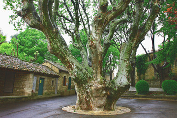 ARBRE VILLAGE 2