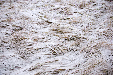 closeup of frosty grass