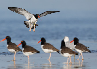 Banded American Oystercatcher  landing - Jekyll Island, Georgia