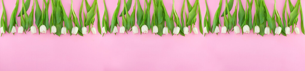White tulips on pink background with copy space. Top view, banner for website