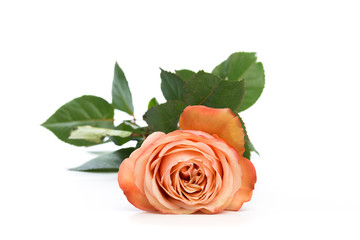 pink rose isolated on white