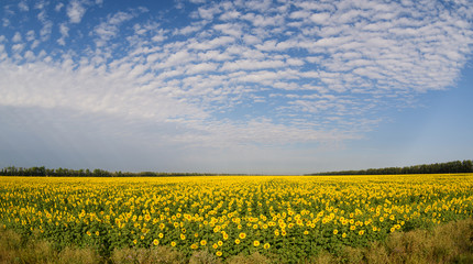 The field of sunflowers