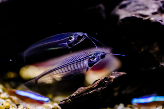 Indian Glass Catfish In The Aquarium