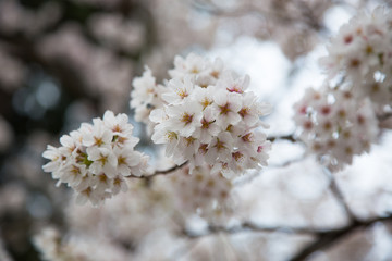 Cherry blossoms or Sakura at Kawaguchiko lake, Japan