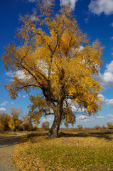 Fototapeta premium autumn