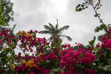 Bright pink nice flowers hanging from a branch in one street in Atibaia, Sao Paulo, Brazil