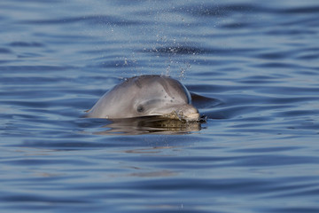 Wild Atlantic Bottlenose Dolphin exhaling as it surfaces - Jekyll Island, Georgia
