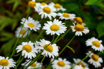 Obraz premium flowers