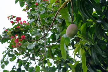 A single Mango fruit hanging from the branch in Atibaia, Sao Paulo, Brazil
