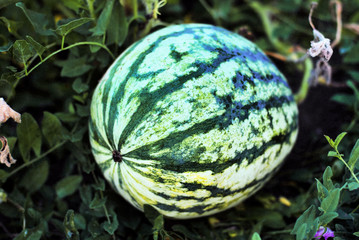 Watermelon growing in the garden, bio gardening 