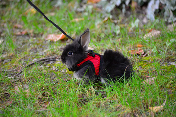 Obraz na płótnie Canvas Cute little black bunny in green grass in the park, wearing bunny leash 