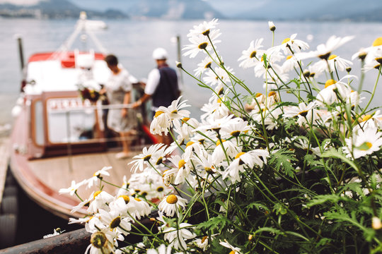 Look over the daisies at little brown toat on the lake