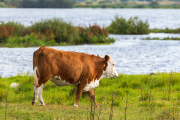 Cow walking on the meadow to the lake