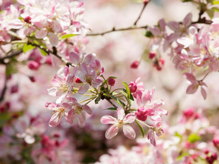 Fototapeta na wymiar Malus floribunda - Pommier à fleurs roses ou pommier du Japon. Floraison printanière aux feuillage luxuriant et boutons floraux carmin, rose pâle et blanc