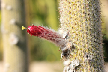 Fleur Cactus (Cactus, Flower, succulent, plante grasse