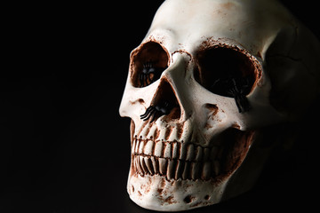 Human skull with spiders on black background
