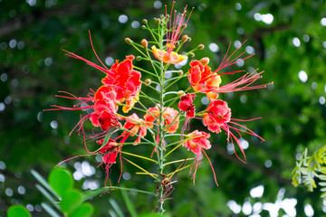 Detail of a incredibly beautiful orange flower, the scientific name of the tree is: Caesalpinia pulcherrima