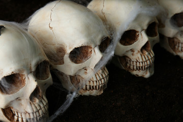 Human skulls with spider web on dark background