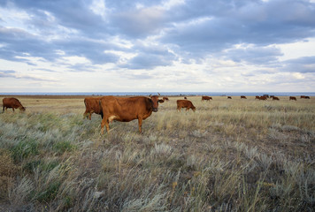 Naklejka na ściany i meble Cows graze in the steppe at sunset light