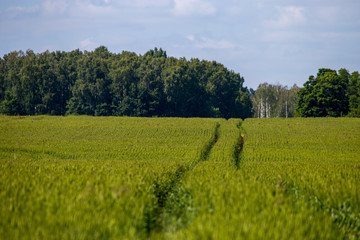 Path on the green cereal field.