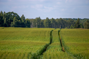 Path on the green cereal field.